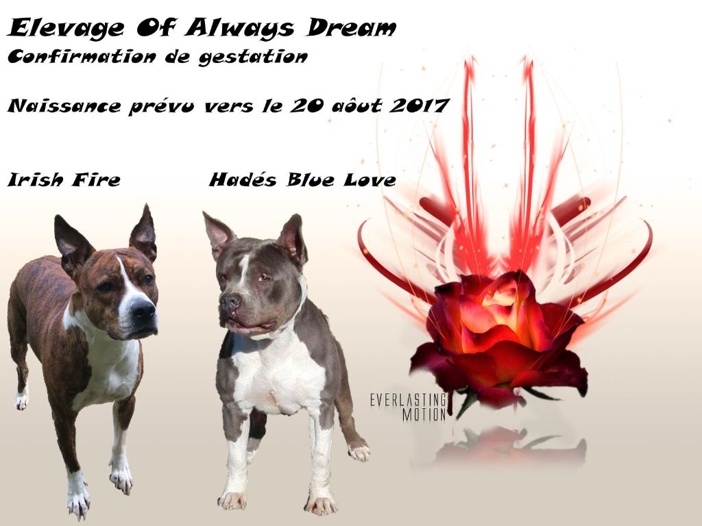 Of Always Dream - American Staffordshire Terrier - Portée née le 23/08/2017
