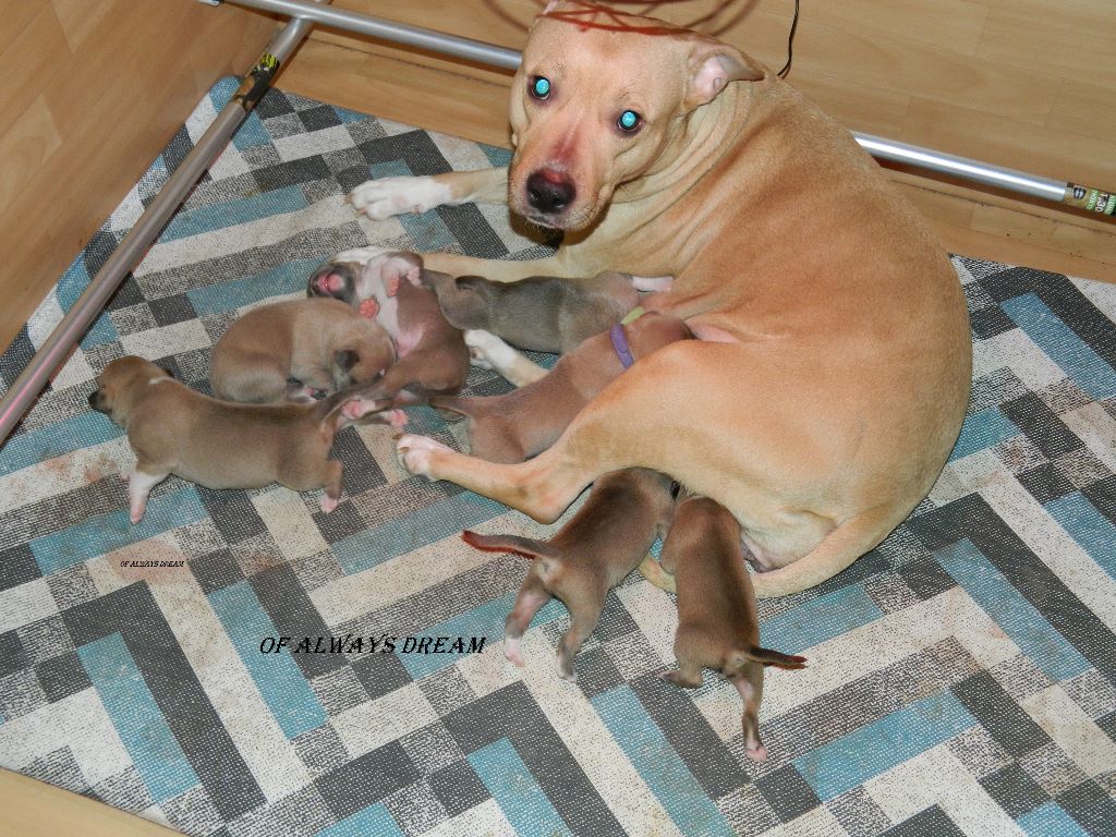 Indiana & Ixor et leurs bébés